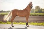 Gekeurde D-pony ter dekking, Dieren en Toebehoren, Springpony, 3 tot 6 jaar, D pony (1.37m tot 1.48m), Zadelmak