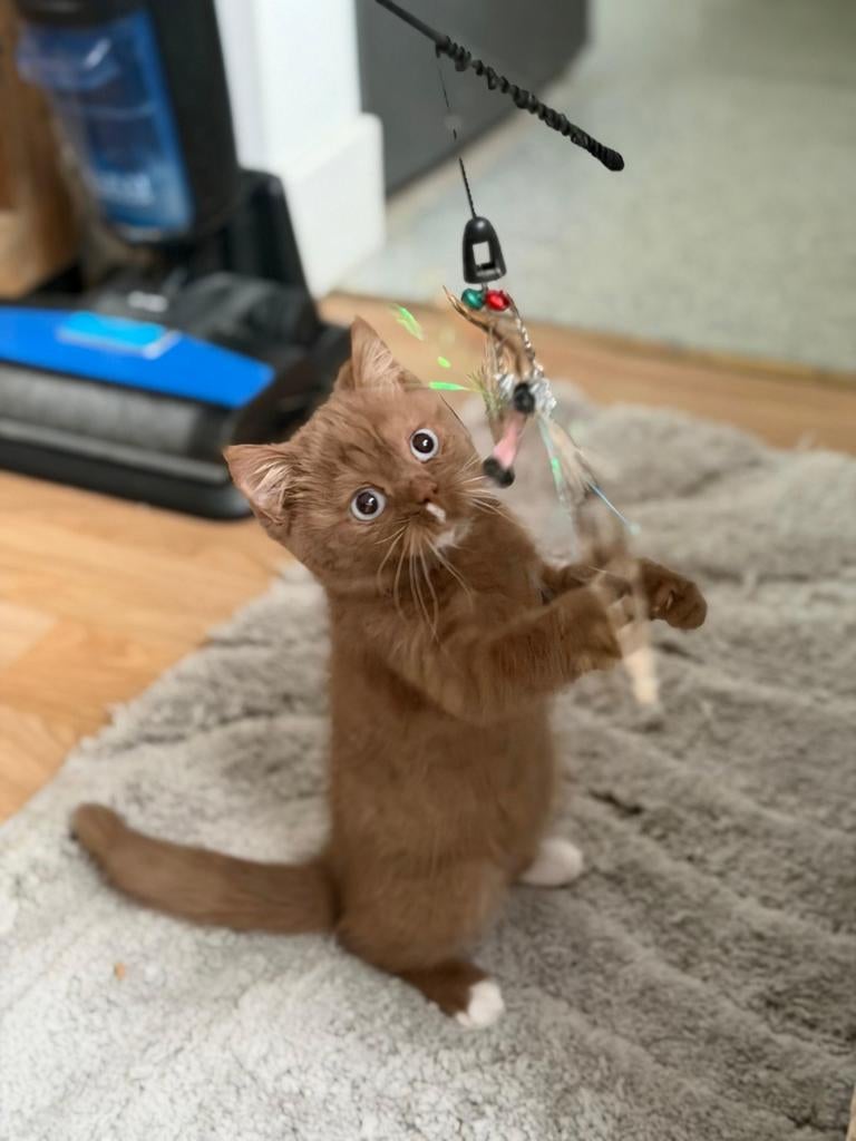 Chatons British Shorthair  Chatterie Al Samarrai, Bruxelle, Dieren en Toebehoren, Katten en Kittens | Raskatten | Langhaar, Kater