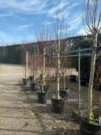 Wilgen in pot, Tuin en Terras, Planten | Bomen, Ophalen