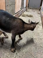 Dwerggeitje, Dieren en Toebehoren