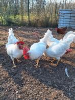 Witte hanen te koop, Dieren en Toebehoren, Pluimvee