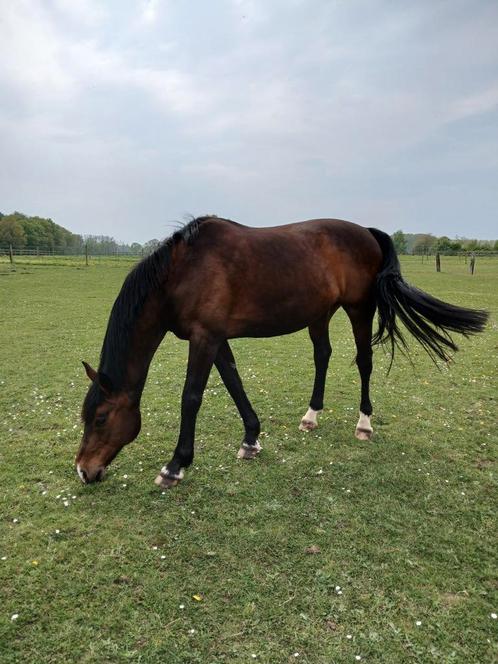 18 jarige ruin Cartier VD Heffinck x Nagano, Dieren en Toebehoren, Paarden