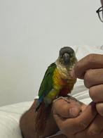 super tamme pyrruha