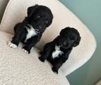 Medium Labradoodle pups (Labrador x Poedel), Dieren en Toebehoren, Poedel, België, CDV (hondenziekte), 8 tot 15 weken