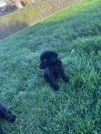 Kruising tussen Duitse herder en labrador, Dieren en Toebehoren, België, Overige rassen, CDV (hondenziekte), 8 tot 15 weken