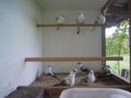 Bonte diamantduifjes, Dieren en Toebehoren, Vogels | Overige Vogels, Meerdere dieren, Tropenvogel, Tam