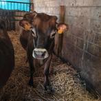 Drachtige Jersey vaarzen, Vrouwelijk