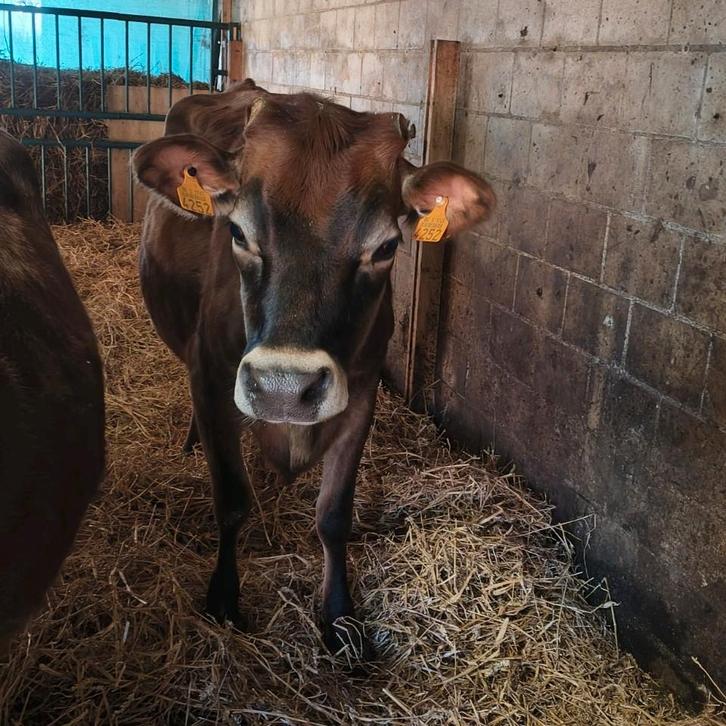 Drachtige Jersey vaarzen, Dieren en Toebehoren, Runderen, Vrouwelijk
