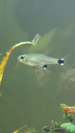 Gratis White Spot Tetra (Moenkhausia collettii), Vis