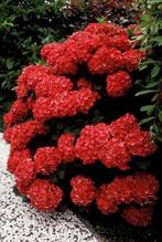 HORTENSIA ROOD STUNTPRIJS 2,5 €, Tuin en Terras, Ophalen