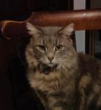 Kat met krampen, Dieren en Toebehoren, Poes, Ontwormd, 6 jaar of ouder