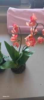Orchidée reptile porte-bonheur rouge grande 40 cm, Enlèvement ou Envoi, Neuf, Branche, Plante, Roche ou Pierre
