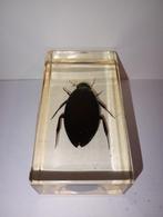 insect in epoxy hars 22, Verzamelen, Dierenverzamelingen, Ophalen of Verzenden, Zo goed als nieuw, Insect, Opgezet dier