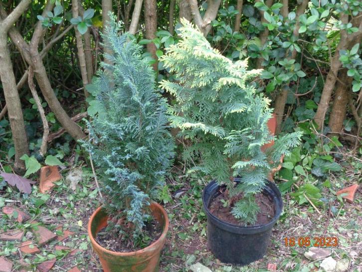 columnaris ou cyprès de lawson Haie ,séparation ,plantation, Tuin en Terras, Overige Tuin en Terras, Ophalen