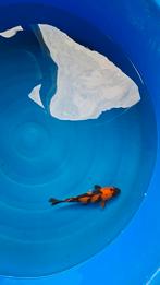 japanse koi hi utsuri, Dieren en Toebehoren, Vissen | Vijvervissen, Karper of Koi