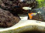 Guppy, Dieren en Toebehoren
