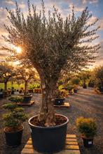 Olijfboom Olea Europaea met hoge stam, Tuin en Terras, Ophalen, Olijfboom