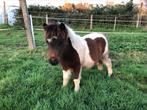 Shetlander hengsteveulen, Dieren en Toebehoren, Pony's, Gechipt, 0 tot 2 jaar, Hengst, A pony (tot 1.17m)