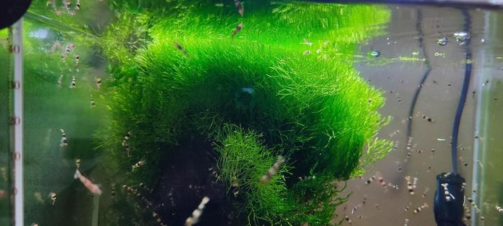 Waterplanten – Het watervorkje, Dieren en Toebehoren, Vissen | Aquaria en Toebehoren, Ophalen of Verzenden
