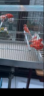 Rode en mozaïek koppels 2025, Dieren en Toebehoren, Vogels | Kanaries, Meerdere dieren