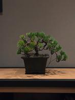 Klasse Japanse zwarte den.     cascade-bonsai - 27 jaar oud., Tuin en Terras, Bloeit niet, Ophalen of Verzenden, Minder dan 100 cm