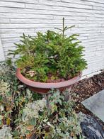 groot bonsaibos picea, Tuin en Terras, In pot, Minder dan 100 cm, Overige soorten, Bloeit niet