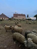 Offerfeest, Dieren en Toebehoren, Schapen, Geiten en Varkens