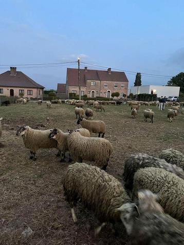 Offerfeest  beschikbaar voor biedingen