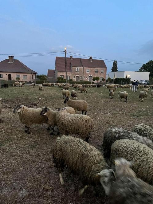 Offerfeest, Dieren en Toebehoren, Schapen, Geiten en Varkens