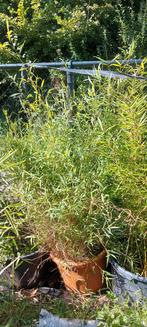 Bamboe chusquea breviglimous zaailingen, Ophalen