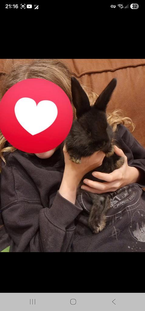 Konijnen, Dieren en Toebehoren, Konijnen, 0 tot 2 jaar