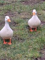 Hollandse kwakers, Dieren en Toebehoren