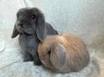 2 Super mooie lieve handtamme raszuivere Minilop konijntjes, Dieren en Toebehoren, Konijnen, Meerdere dieren, Klein, Hangoor, 0 tot 2 jaar