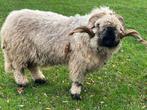 Walliser Schwarznase, zwartneusschaap, Dieren en Toebehoren, Schapen, Geiten en Varkens, Mannelijk, Schaap, 3 tot 5 jaar