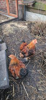 Kriel haantjes 2 stuks liefst apart weg., Mannelijk, Kip