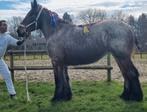 Merrie te koop, Dieren en Toebehoren, Paarden, Merrie, M