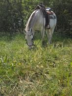 Quarter ruin, Ruin, Westernpaard, Gechipt, 11 jaar of ouder