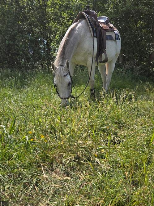 Quarter ruin, Dieren en Toebehoren, Paarden, Ruin, 11 jaar of ouder, Westernpaard, Met stamboom, Gechipt, Ontwormd, Ingeënt
