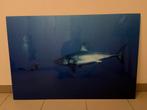 Cadre requin verre 90/60cm, Enlèvement, Neuf