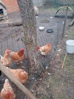 Kippen legkippen 6 bruine legkippen te koop 7 € per stuk, Dieren en Toebehoren, Pluimvee