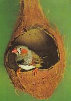 ZEBRAVINK  in  KOKOSNESTJE, Verzamelen, Postkaarten | Dieren, Verzenden, Ongelopen, Vogel
