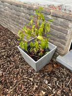 2x bloembakken pvc met portugese laurier, Ophalen, Zo goed als nieuw