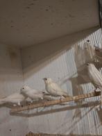 Witte kanaries, Animaux & Accessoires, Oiseaux | Canaris