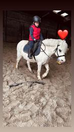Welsh pony, Ruin