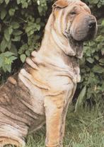 SHARPEI, Verzamelen, Postkaarten | Dieren, Verzenden, Ongelopen, Hond of Kat