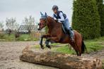 Brave 4 jarige ruin met potentie, Dieren en Toebehoren, Paarden, B, Gechipt, Ruin, 3 tot 6 jaar