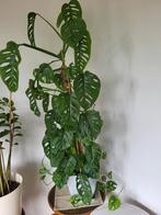 Kamerplant 165cm in pot, monkey leaf, Huis en Inrichting, In pot, Ophalen