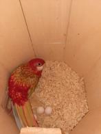 Rosella jongen, Dieren en Toebehoren, Geslacht onbekend, Parkiet