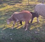 Ramlam te koop, Dieren en Toebehoren
