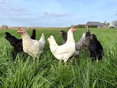 Jonge tamme groenleggers kippen te koop gesekst en ingeënt, Dieren en Toebehoren, Pluimvee, Kip, Vrouwelijk